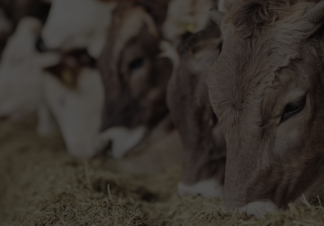 Разработка сайта на базе «1С-Битрикс24» для инновационного биотехнологического оборудования Korovski