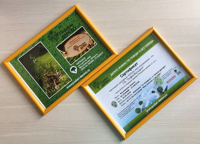 Наш сертификат на спасённое дерево в реестре ООН